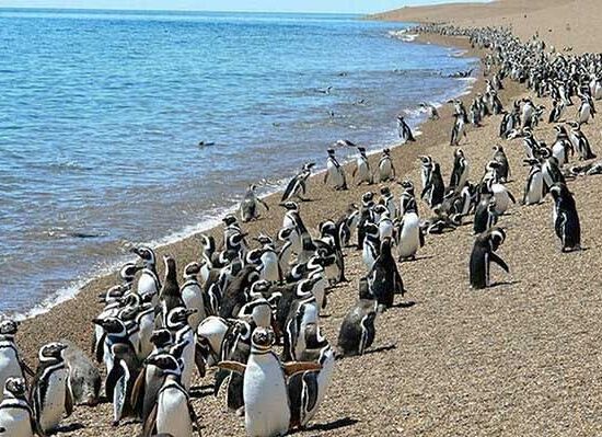Pingüinos de Magallanes en Punta Tombo