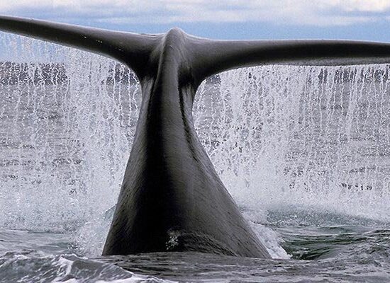 Cada año la ballena franca visita las costas de Puerto Madryn